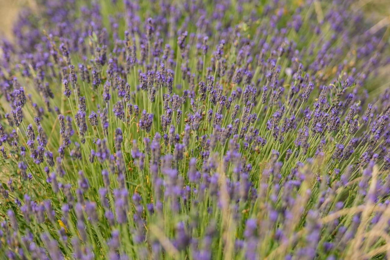 Agriturismo La Valle Della Lavanda - Podere Mezzastrada Fauglia Exterior photo